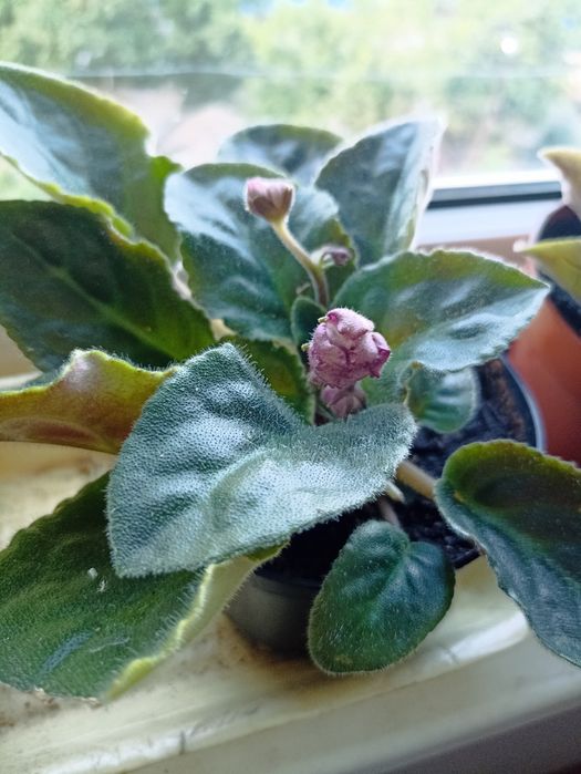 Продам фіалки, фиалки.