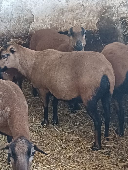 Sprzedam żywe lub mięso ( jagnięcina Kamerun)