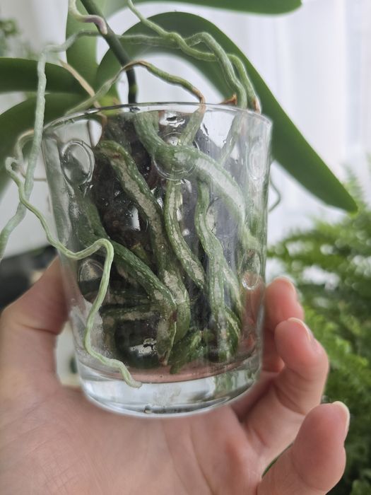 Орхідея метелик номер 5017 .