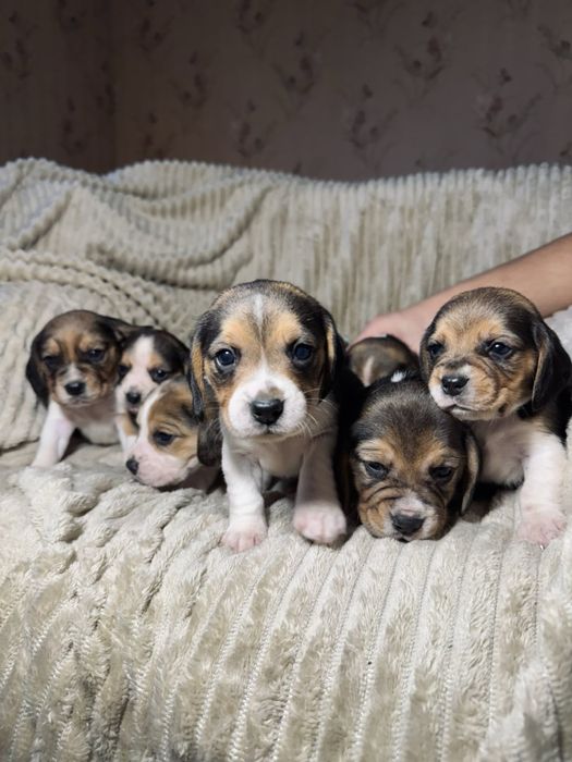 Бигль Триколор ДОСТАВКА