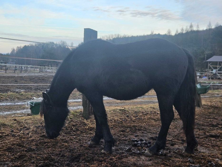 Koń, , 2-letnia Klacz obsługiwana przez dzieci