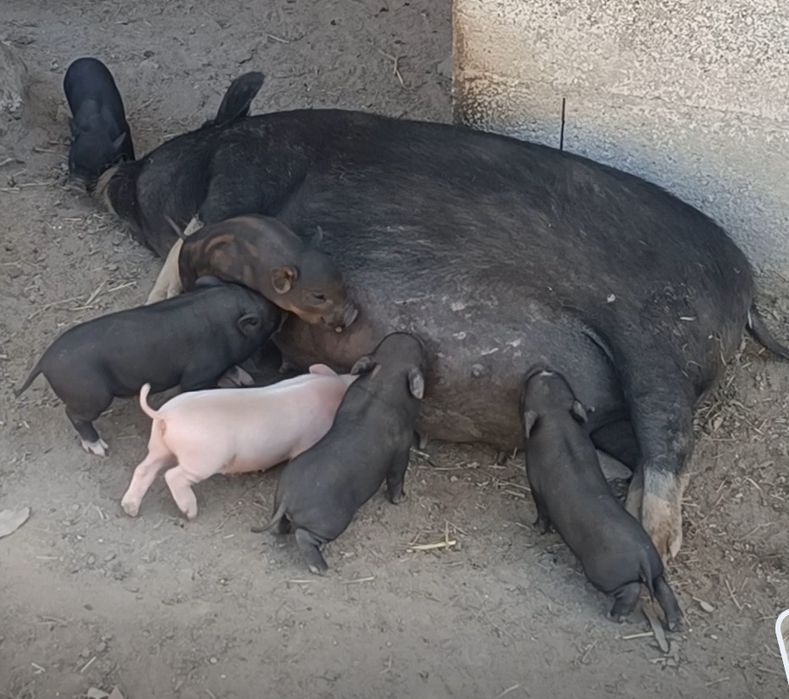 Porquinhos vietnamitas para troca