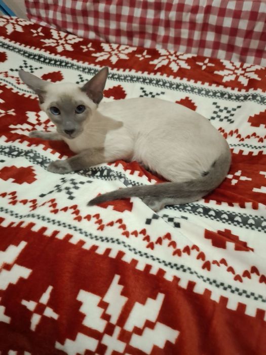 Ориентальный  котик блю поинт окраса