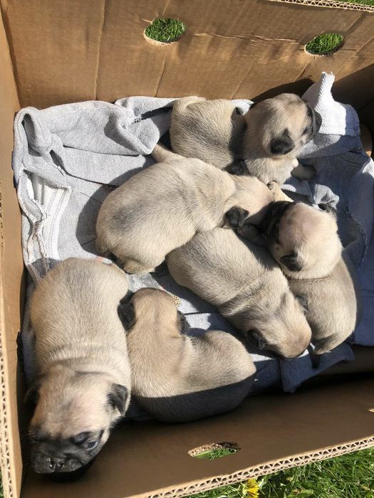 Мопс Льолік запрошує на вязку