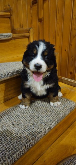 Berneński Pies Pasterski