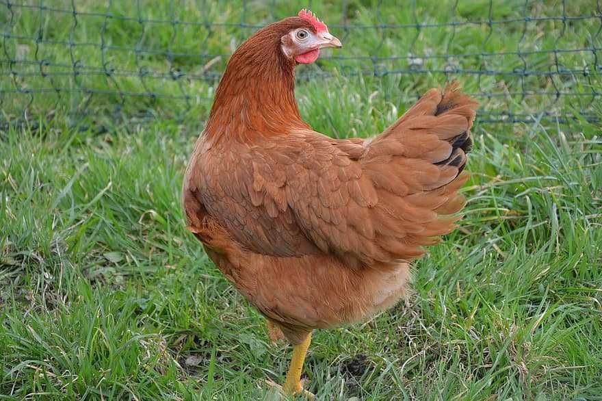 Kury Nioski Dowóz Gratis Detal/Hurt