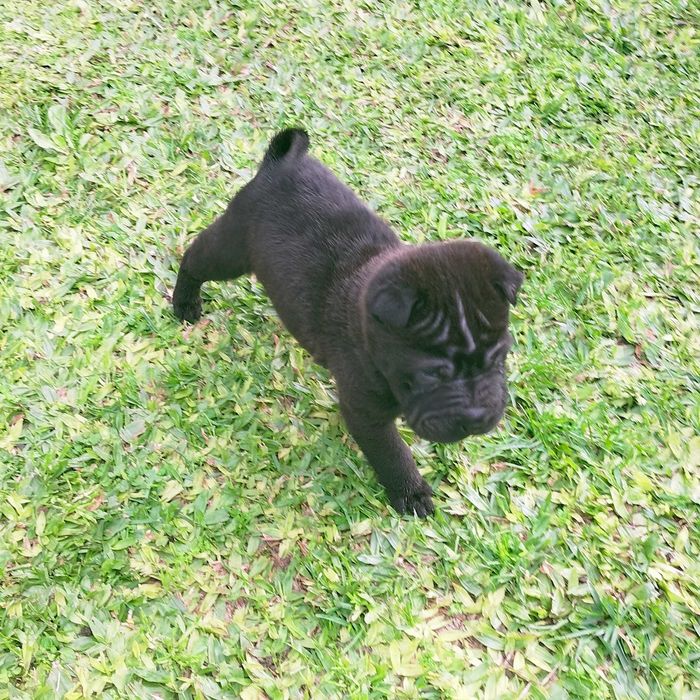 Shar pei macho negro