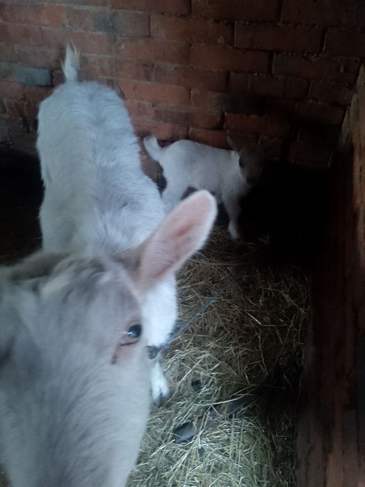 Продам козу другий окіт розкотилася 16 квітня. Спокійна гарно посеця