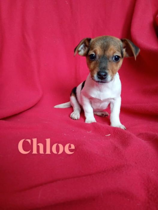 Szczenię pies Jack Russell terrier  małe i piękne