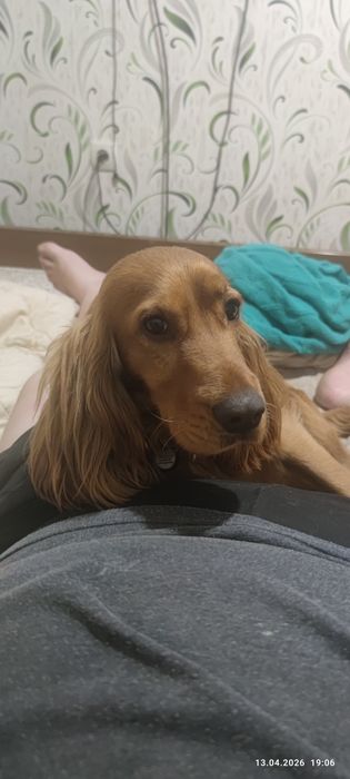 Продам собаку в хороші руки