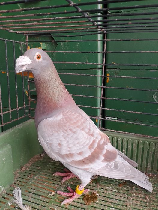 Sprzedam gołębie pocztowe para parzysta aaaa