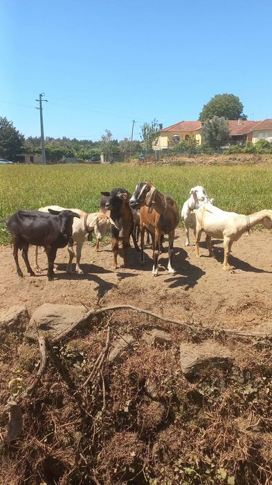 Cabras cruzadas boas