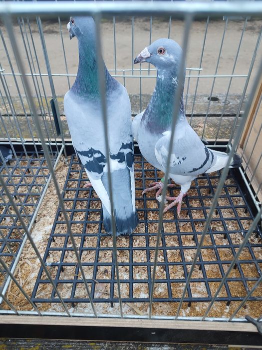 Gołębie staropolskie