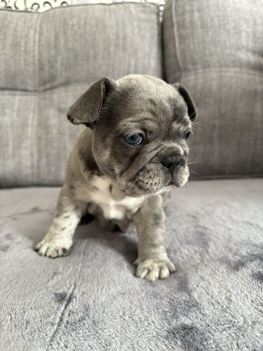 Французький бульдог