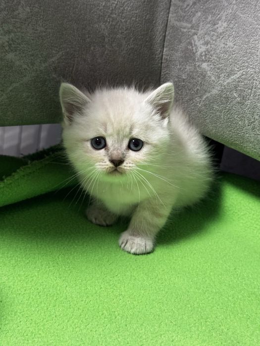 шотландські кошенята