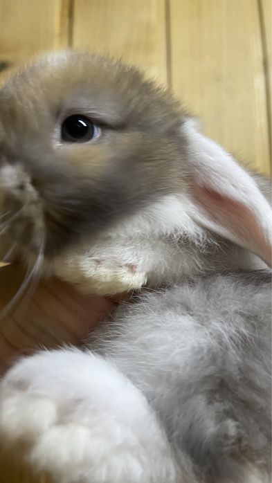 Кролик МініЛоп висловухий кролик