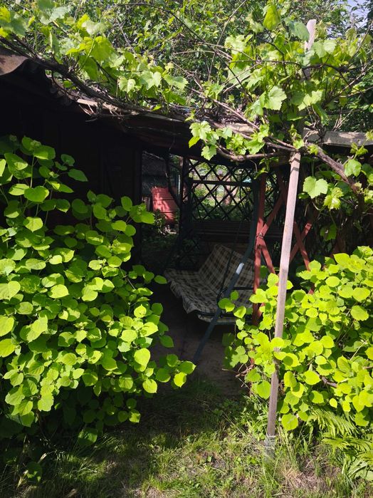 Działka ROD Kajki Olsztyn, Sad Owocowy