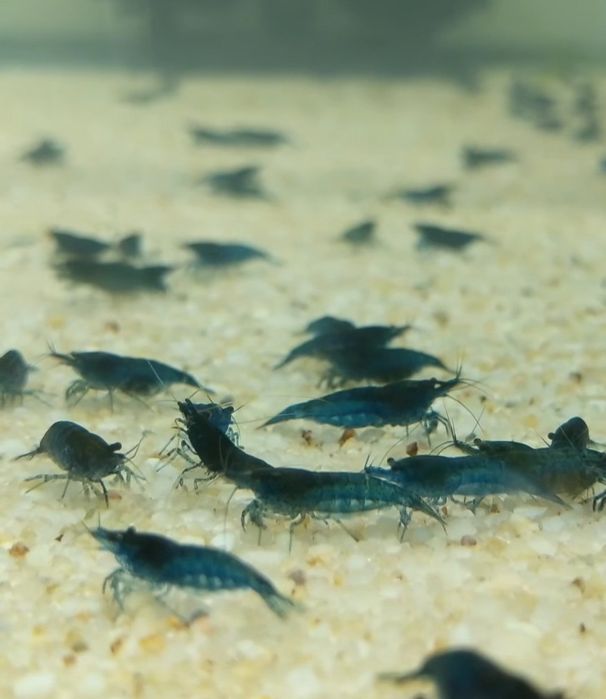 Krewetki Blue Velvet neocaridina