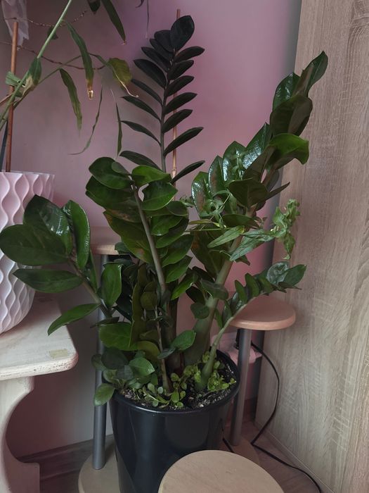 Zamioculcas zamiifolia ~ 75cm
