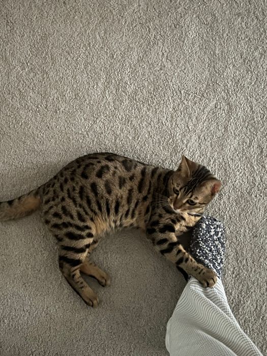 Продам бенгальскую кошку
