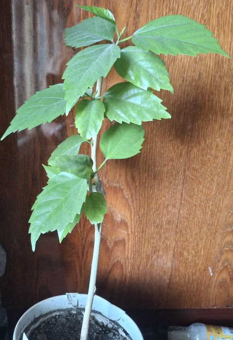 Гібіскус "El Capitolio Tequila Sunrise" кімнатний голандський