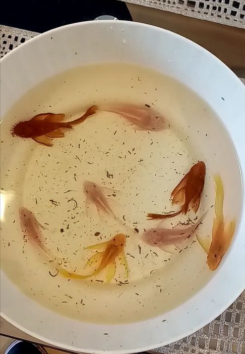 Harem para zbrojnik super red long fin glonojad czerwony Ancistrus