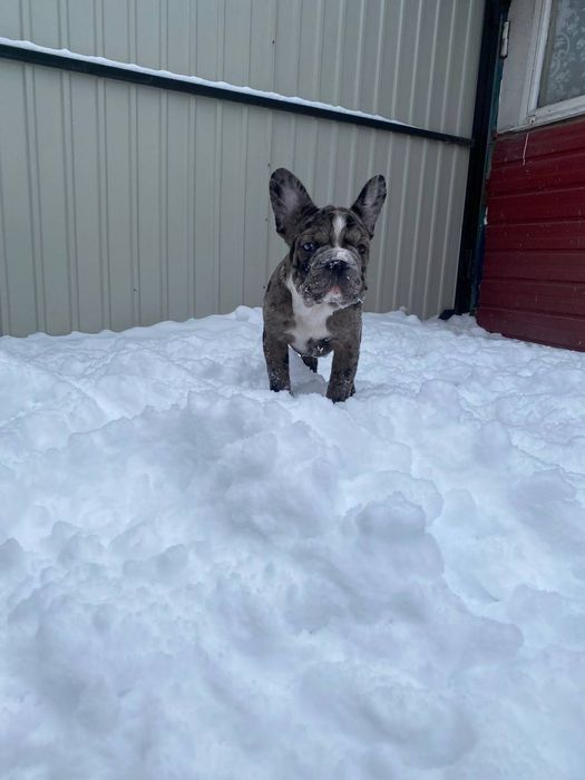 Красуня французский бульдог
