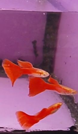 Gupik full red albino