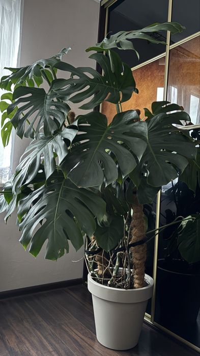 Kwiat monstera zestaw duża dziurawa