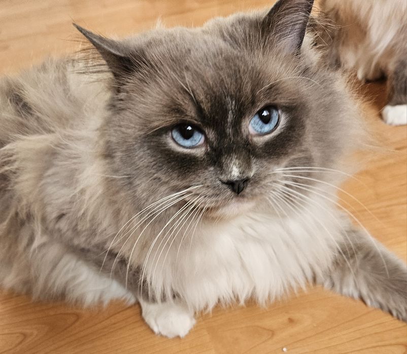 Ragdoll Krycie Kocur