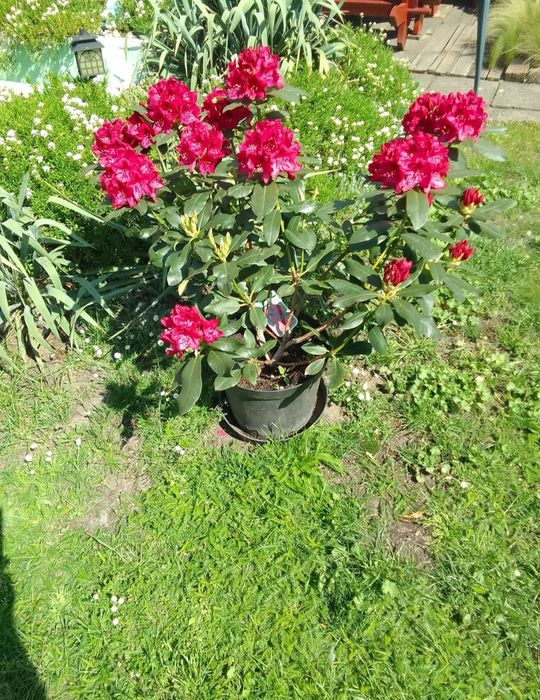 Kwiat rododendron