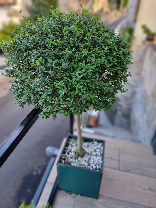 Plantas jardim decoração