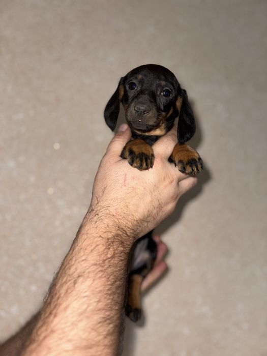 Чорно підпала дівчинка такса