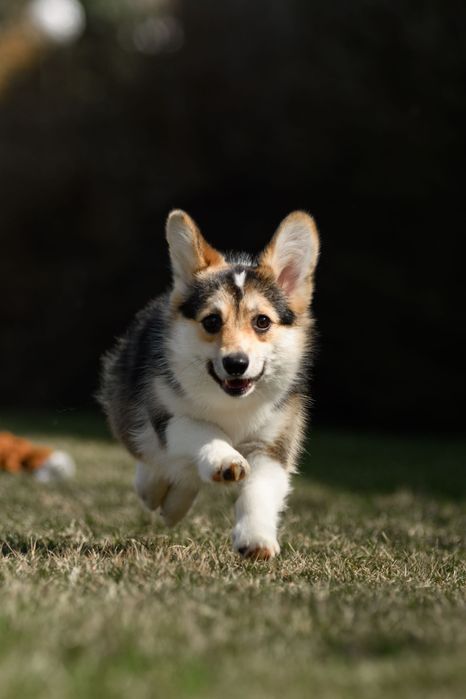 Szczeniak Welsh Corgi Pembroke – tricolor suczka (bez ogonka)