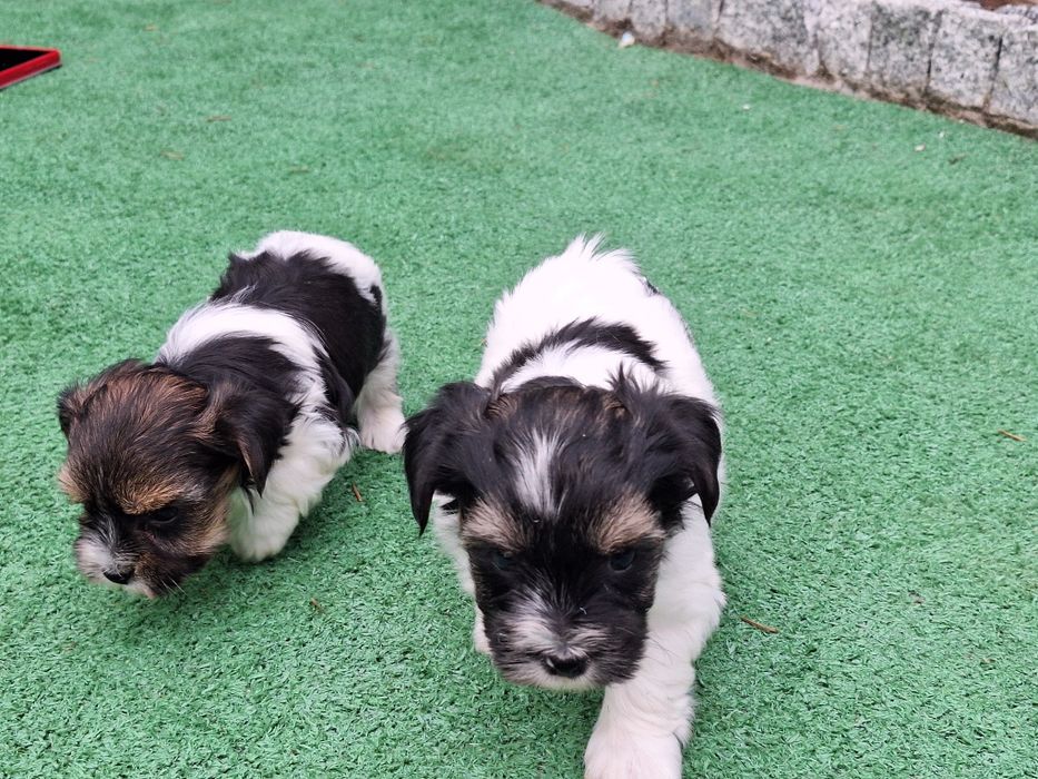 Yorkshire terrier biewer z dokumentami