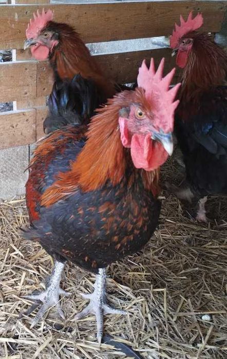 Пропонуємо півників породи маран чорномідні.