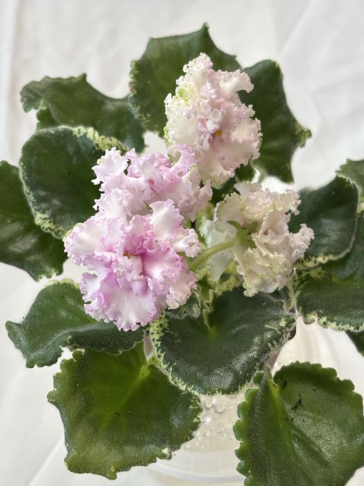 АКЦІЯ Сортові фіалки листочки