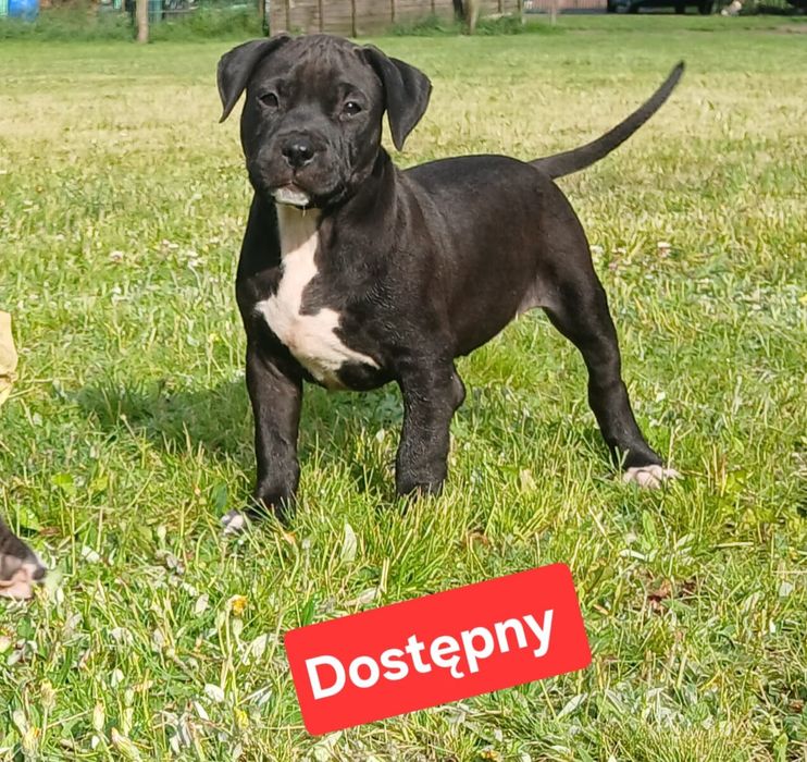 Piękne szczenięta American Staffordshire Terrier