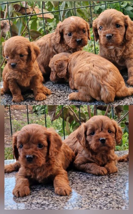 Модні     Кавапу    cavapoo