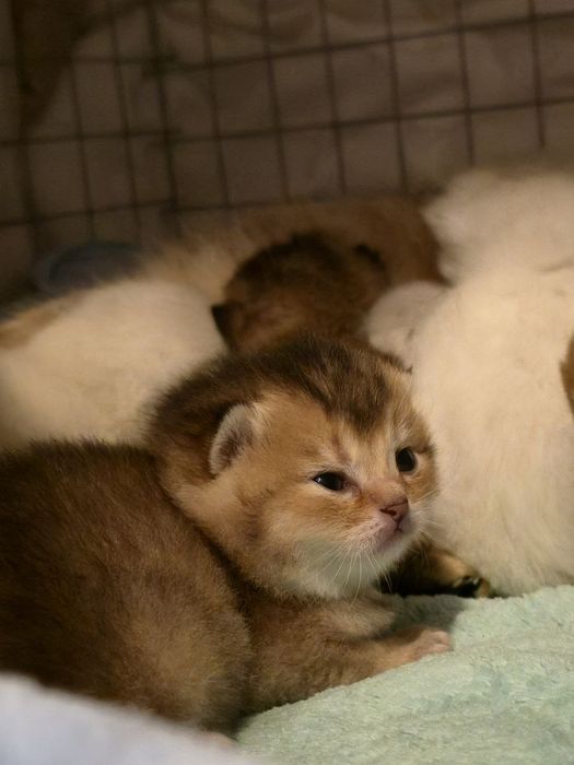 Котята кот кошка
