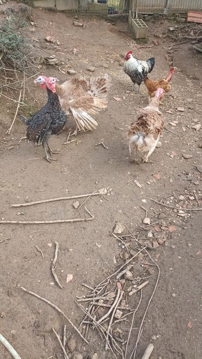 Perus novos com 5 meses