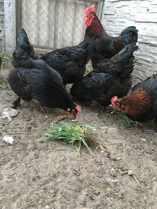 Jaja lęgowe Marans, Oliwkowe, Niebieskie