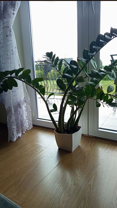Piękny duży kwiat