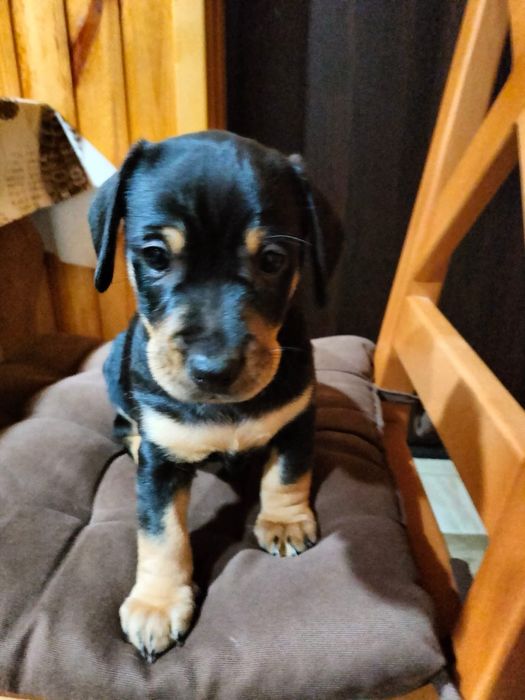 Маленькі собачата дворової породи до 10кг