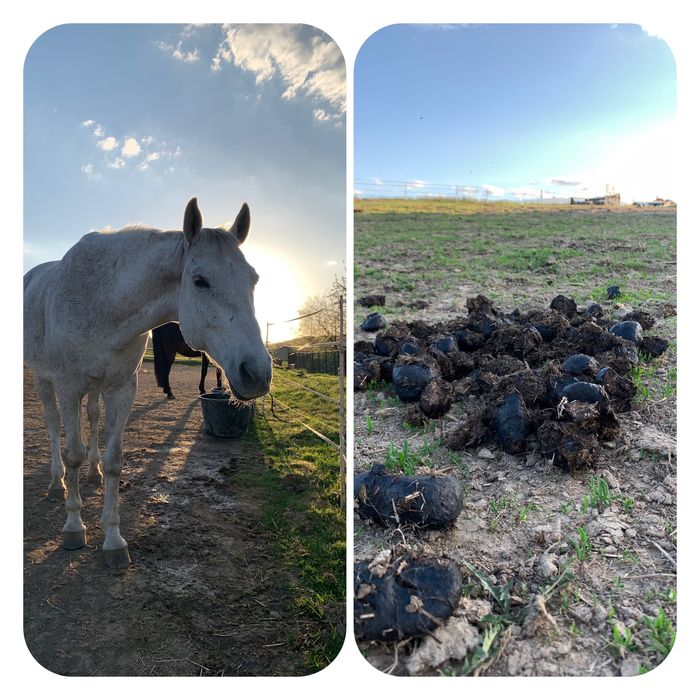 Obornik /nawóz / gnój koński