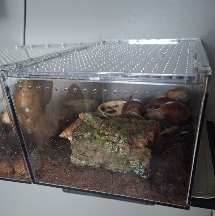 Sprzedam Ślimaki afrykańskie Lissachatina (Achatina)fulicia +terrarium