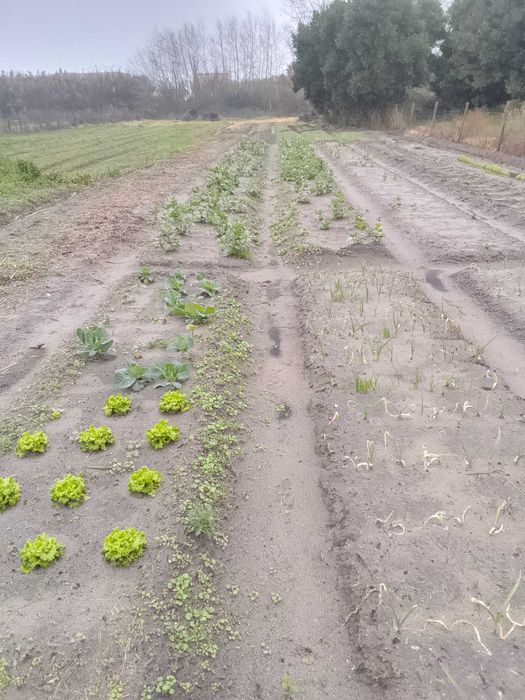Construção e manutenção de jardins