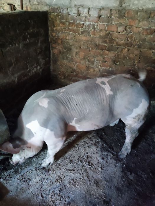 Спермодози, сім'я племінних кнурів.