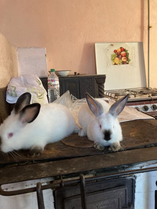 Каліфорнійці , Кролі самці.Каліфорнія .