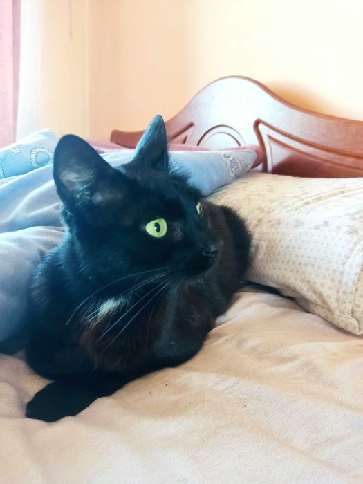 Молоденький котик красунчик шукає дім